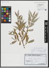 Foto von Salix alba L.